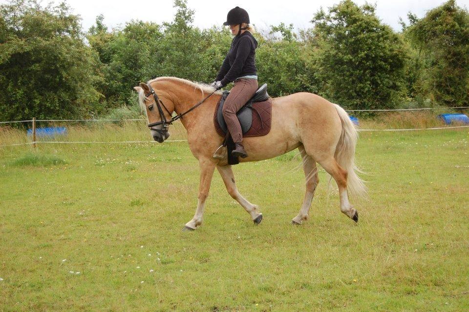 Tyroler Haflinger Omara billede 15