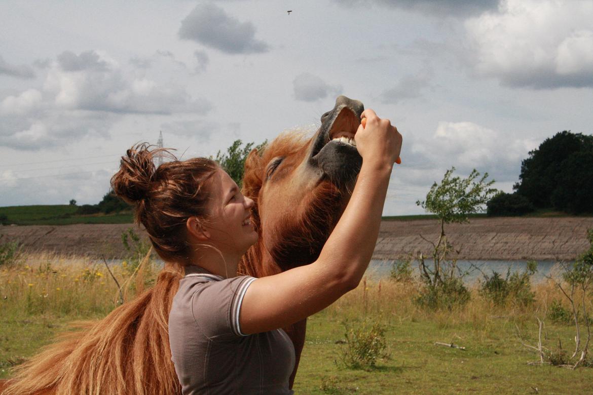Islænder Kári fra Ouskærgård billede 6