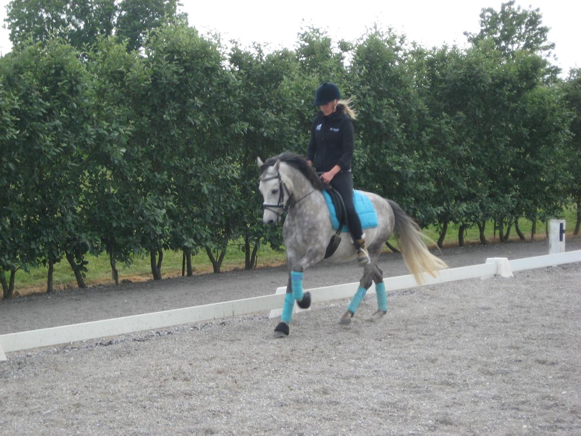 Welsh Pony af Cob-type (sec C) Jean Lé penn<3 billede 9