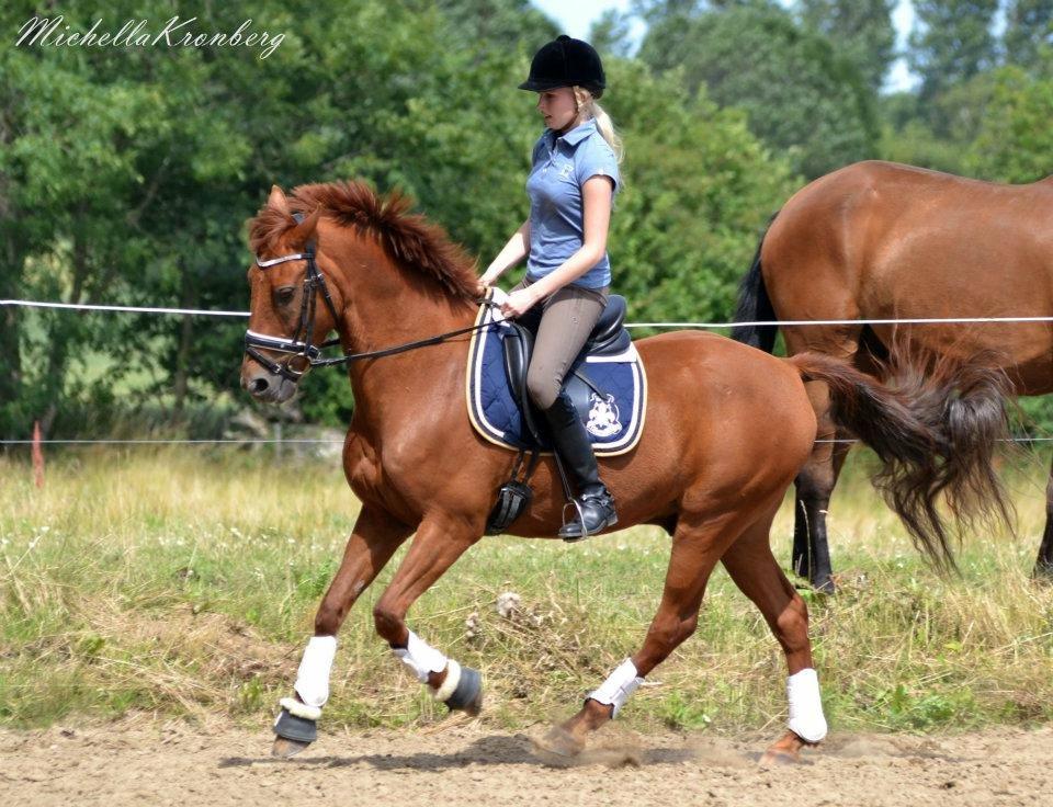 New Forest Simba B-PONY *R.I.P* - Simba træning :D billede 2