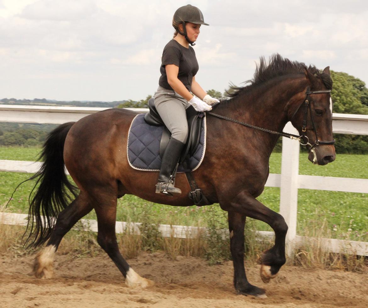 Anden særlig race Irish Fantasy - En lækker galop! billede 13