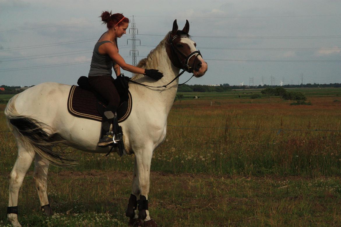 Pinto Mr. Hilton Aquador The lll - Hey så du også den fugl der?? 
- er ret sikker på den er meget farlig! :) billede 4