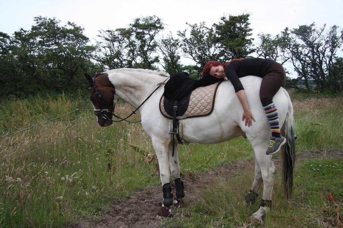 Pinto Mr. Hilton Aquador The lll - så vi begge godt smadret efter en god gang ridning! :) billede 5