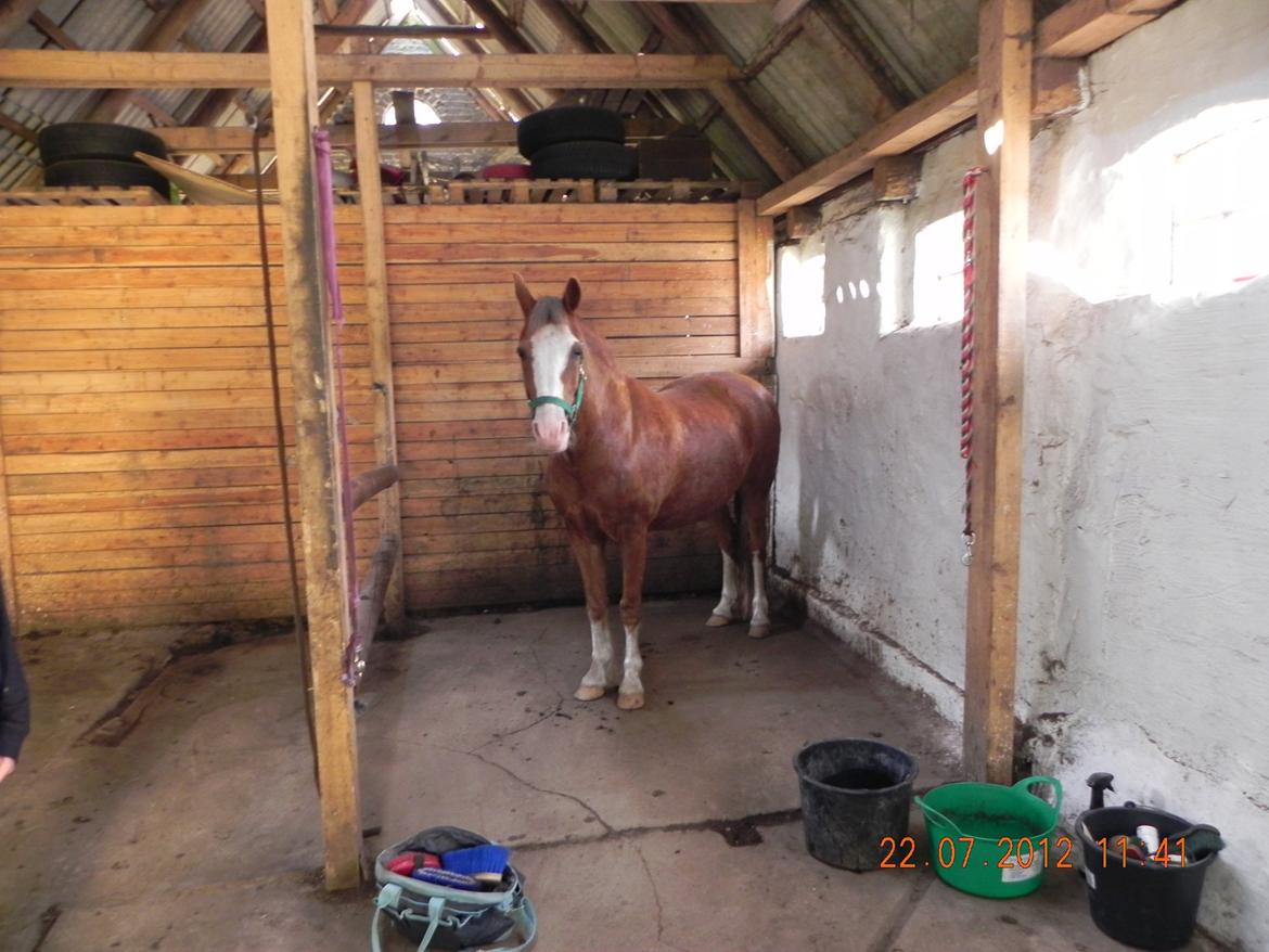 Welsh Pony af Cob-type (sec C) Red hot chilli pepper billede 3