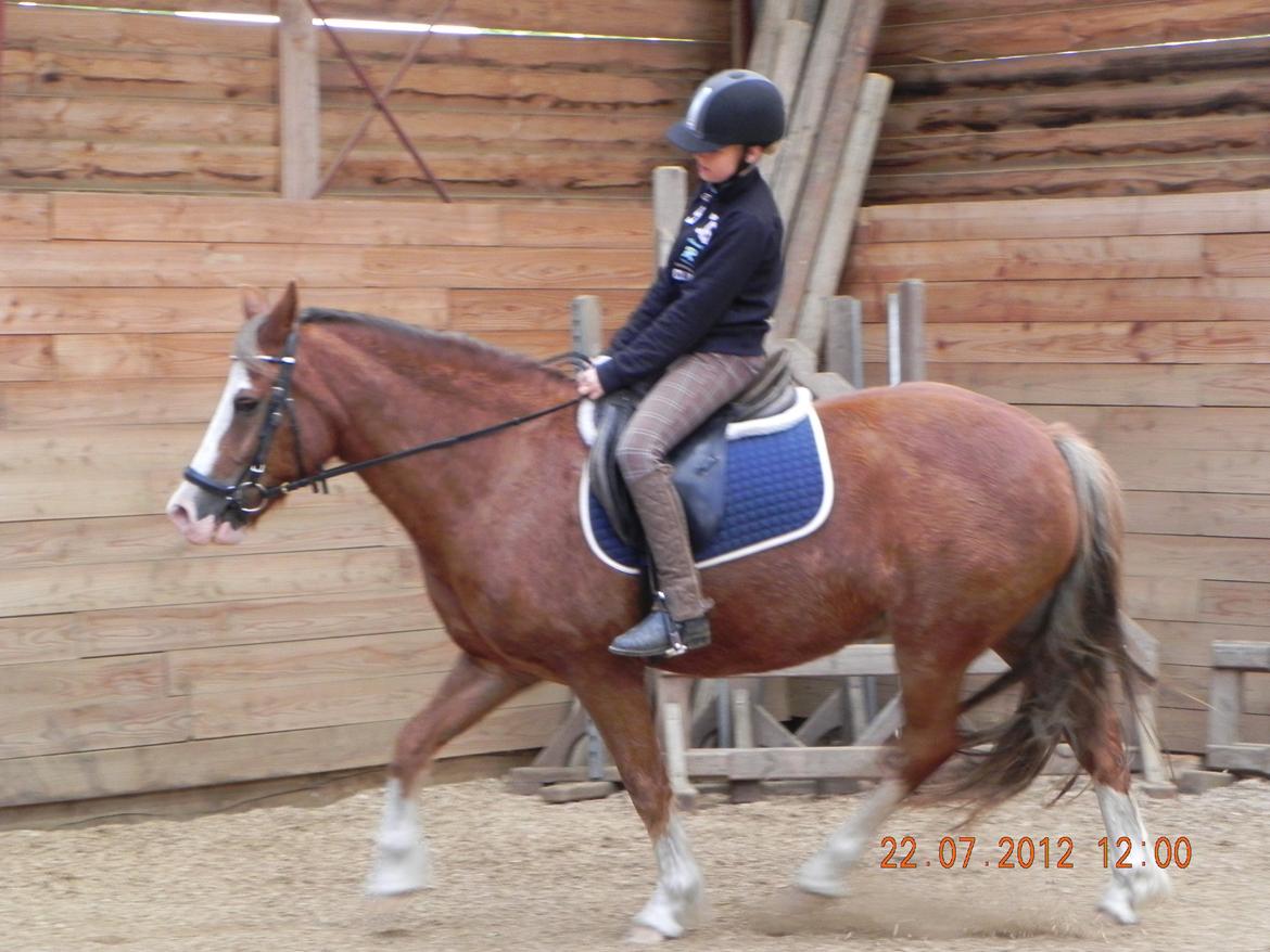 Welsh Pony af Cob-type (sec C) Red hot chilli pepper billede 10