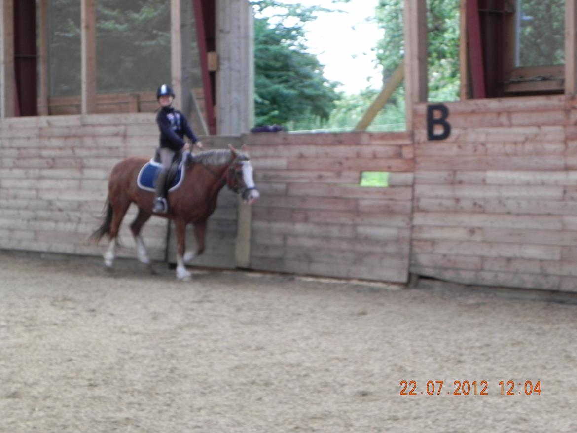 Welsh Pony af Cob-type (sec C) Red hot chilli pepper billede 19