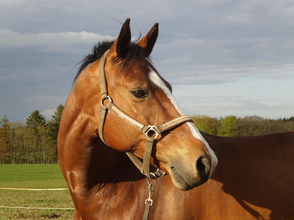 Tysk Oldenburger Linaro-L - 22. marts 2010 billede 3