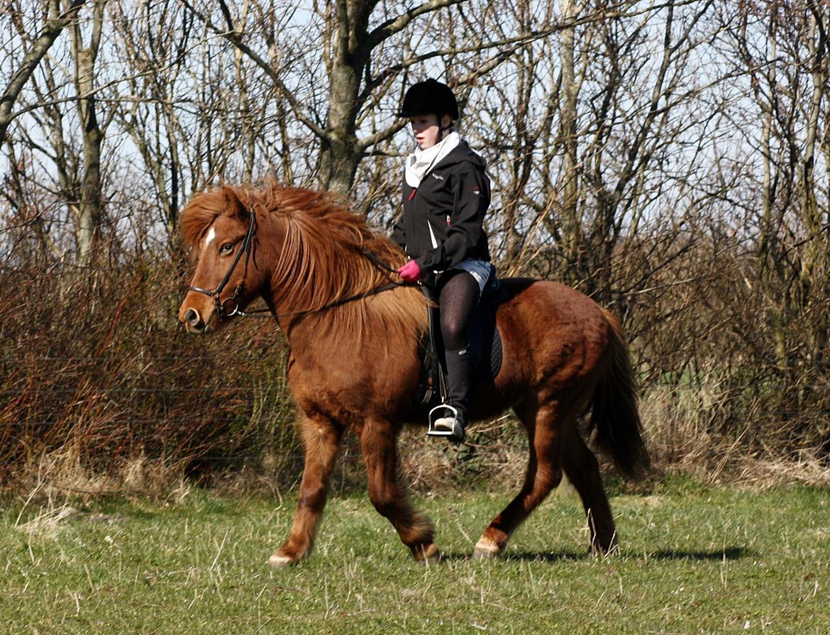 Islænder Snekkja (R.I.P) billede 7