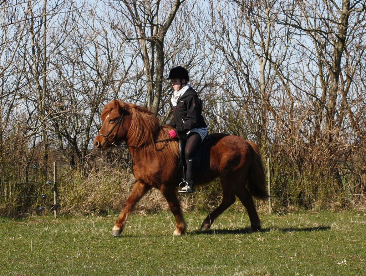 Islænder Snekkja (R.I.P) billede 13