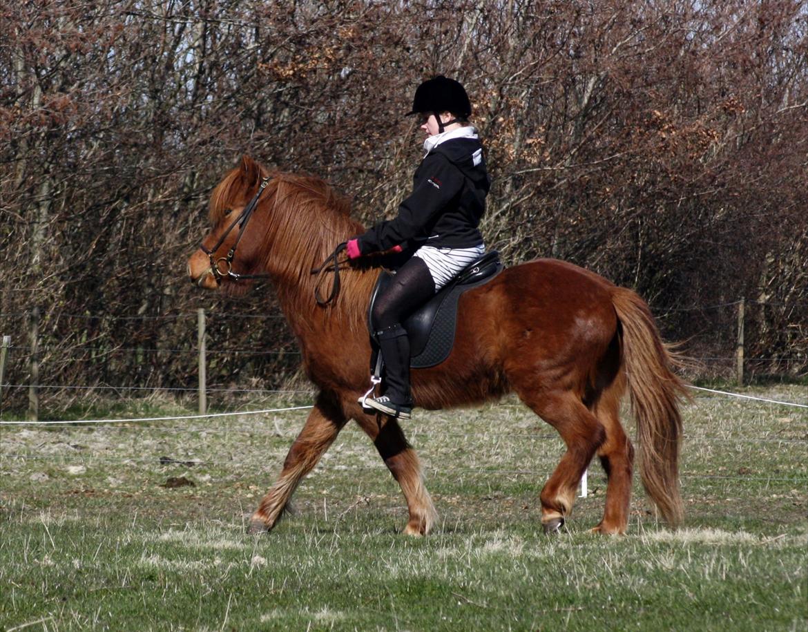 Islænder Snekkja (R.I.P) billede 14