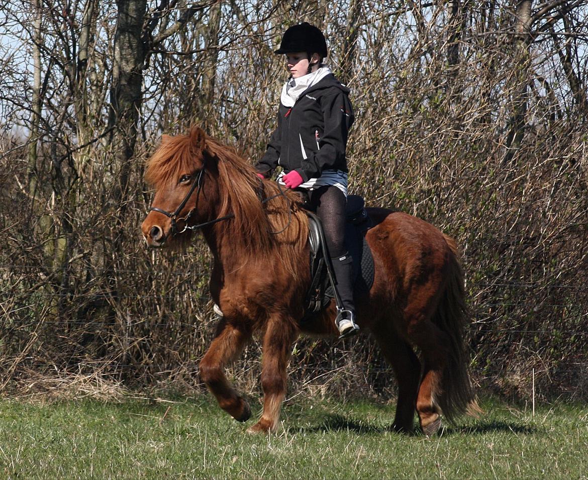 Islænder Snekkja (R.I.P) billede 15