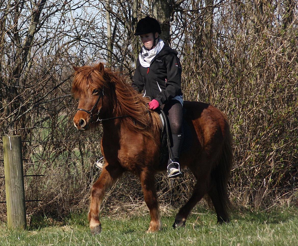 Islænder Snekkja (R.I.P) billede 16