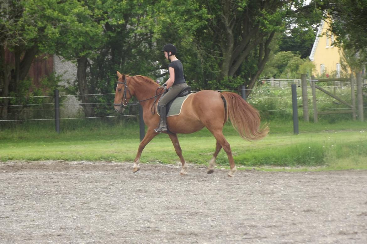 Hannoveraner /Araber Santana billede 1