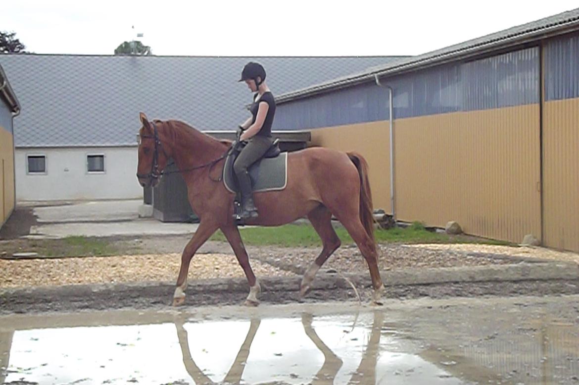 Hannoveraner /Araber Santana billede 4