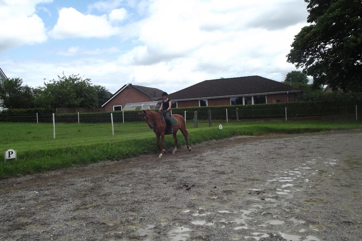 Hannoveraner /Araber Santana billede 5