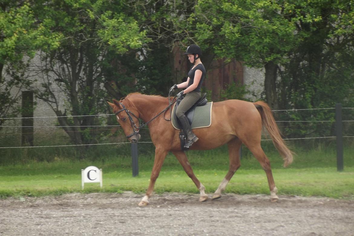 Hannoveraner /Araber Santana billede 6