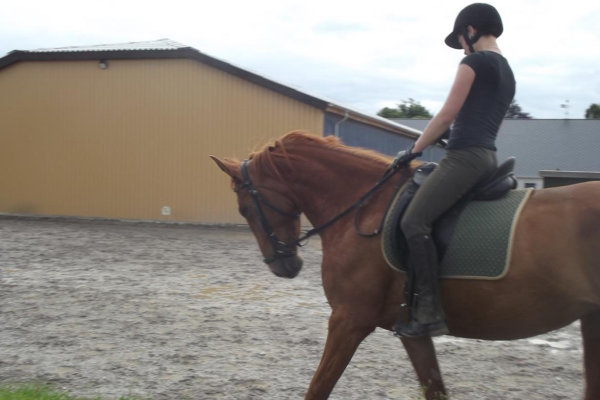 Hannoveraner /Araber Santana billede 7