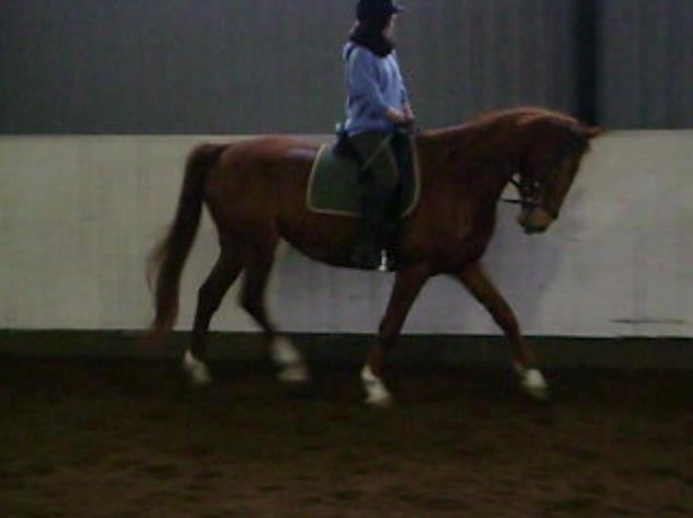 Hannoveraner /Araber Santana billede 8