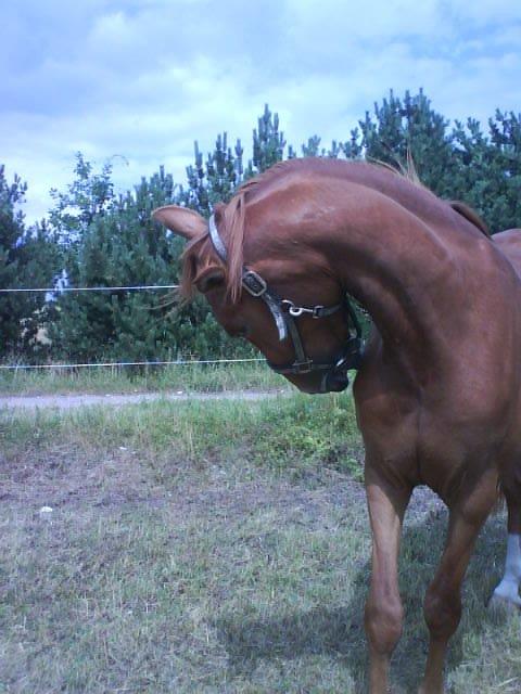 Hannoveraner /Araber Santana billede 10