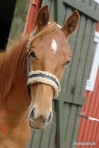 Hannoveraner /Araber Santana billede 12