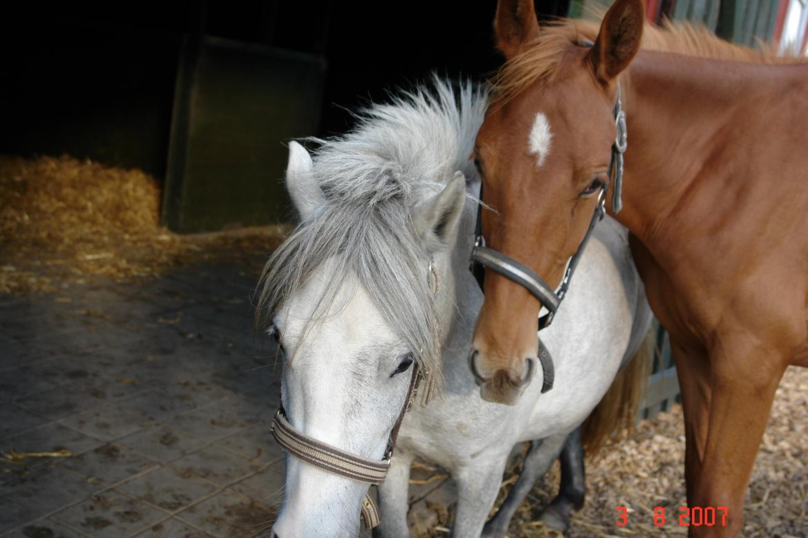 Hannoveraner /Araber Santana billede 13