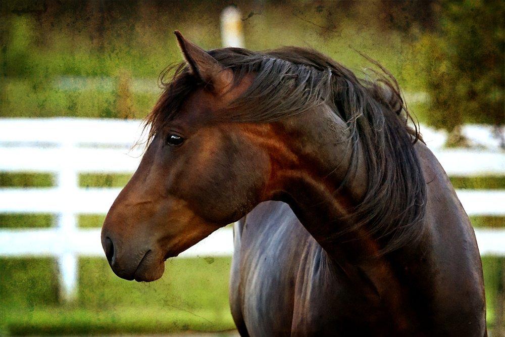 Anden særlig race Cointreau J - 1. juli 2012 ... Fotograf: Sipo Foto billede 47
