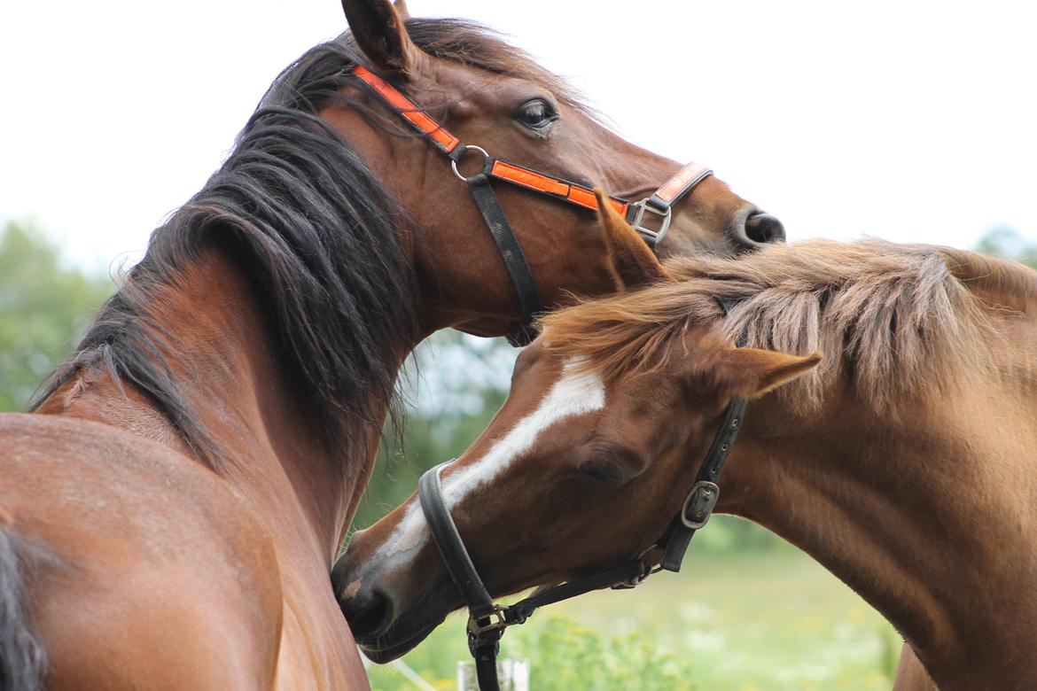 Anden særlig race Brilliant Sky (Billy) billede 17