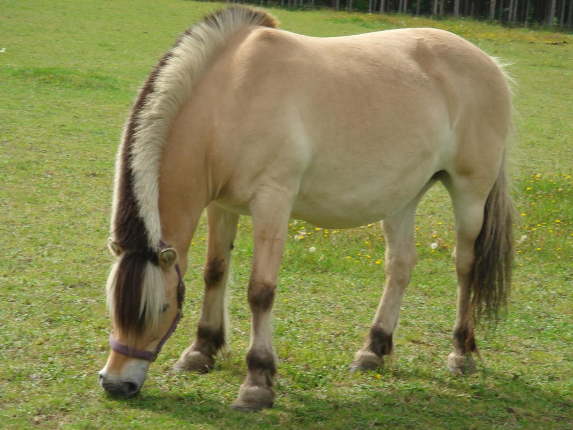 Fjordhest Maja (Far's hest) billede 1