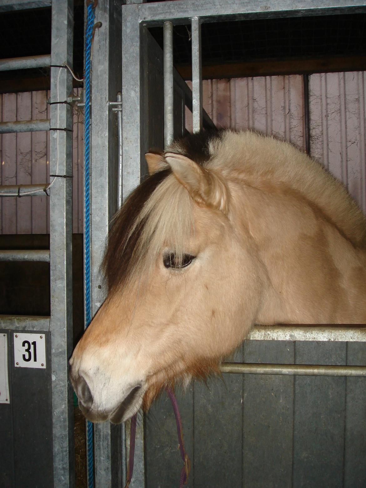 Fjordhest Maja (Far's hest) billede 5