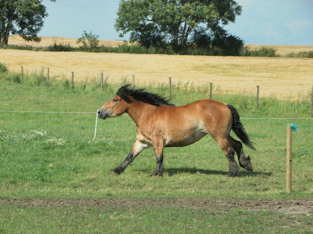 Belgier Mosegårds Jacline - I fuld galop den 22-07-2012.. billede 4