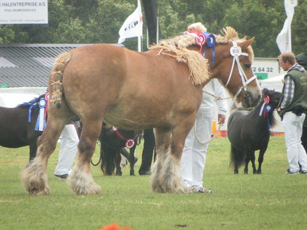 Belgier Bondagergaards Josefine  - 23 point og ærespræmie. Blev nr 3 ud af 4.. Det Fynske dyrskue 2012. billede 1