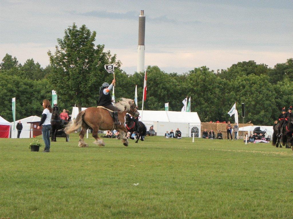 Belgier Bondagergaards Josefine  - Pirat til Hestegalla år 2012. billede 2