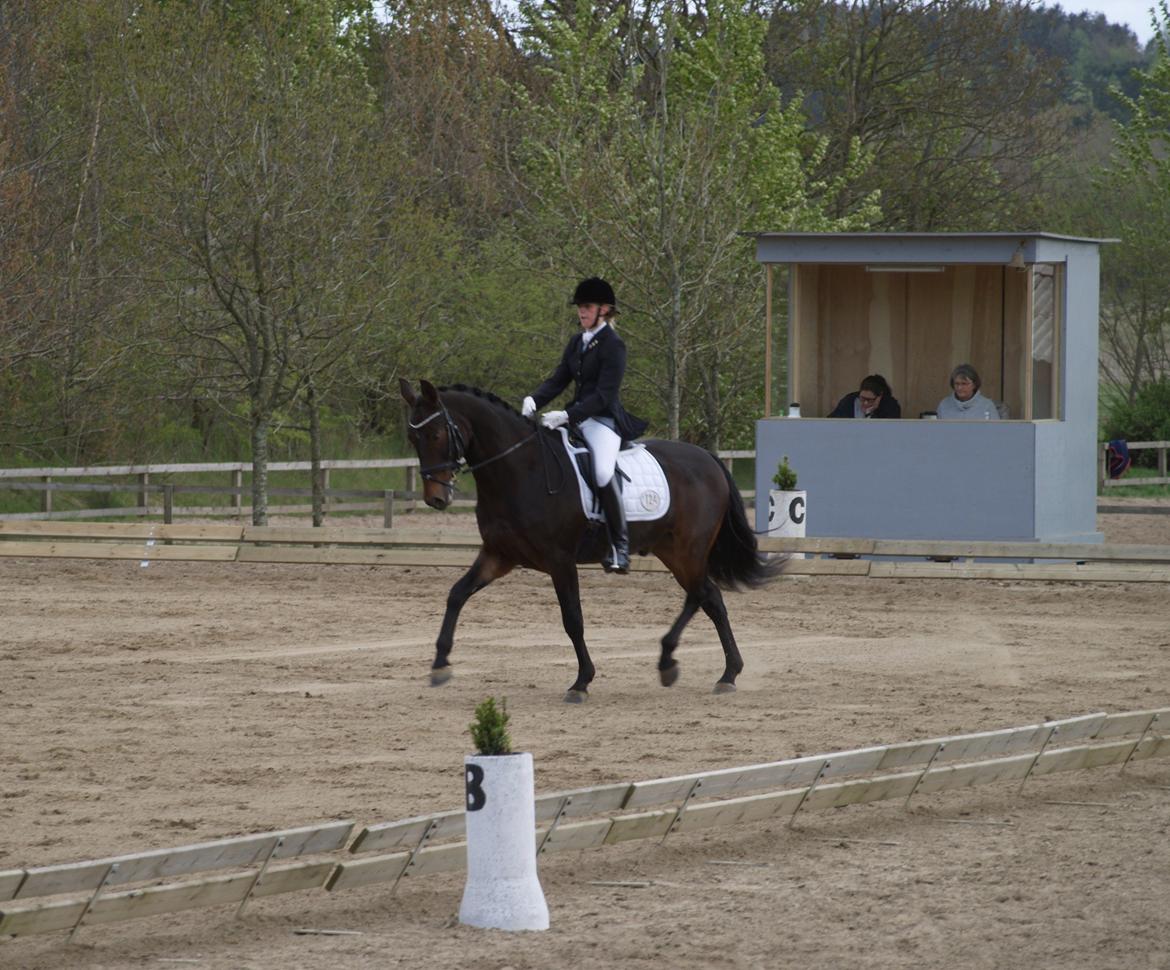 Oldenborg Oassis Helfin - Ikast maj 2012 billede 18