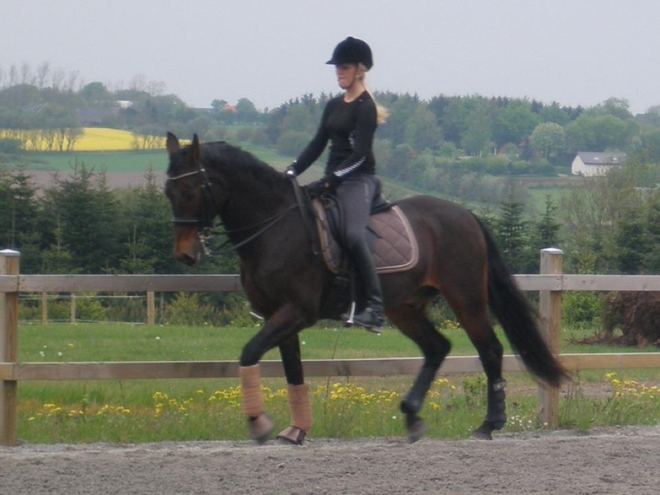 Oldenborg Oassis Helfin - Træning juni 2012 billede 2