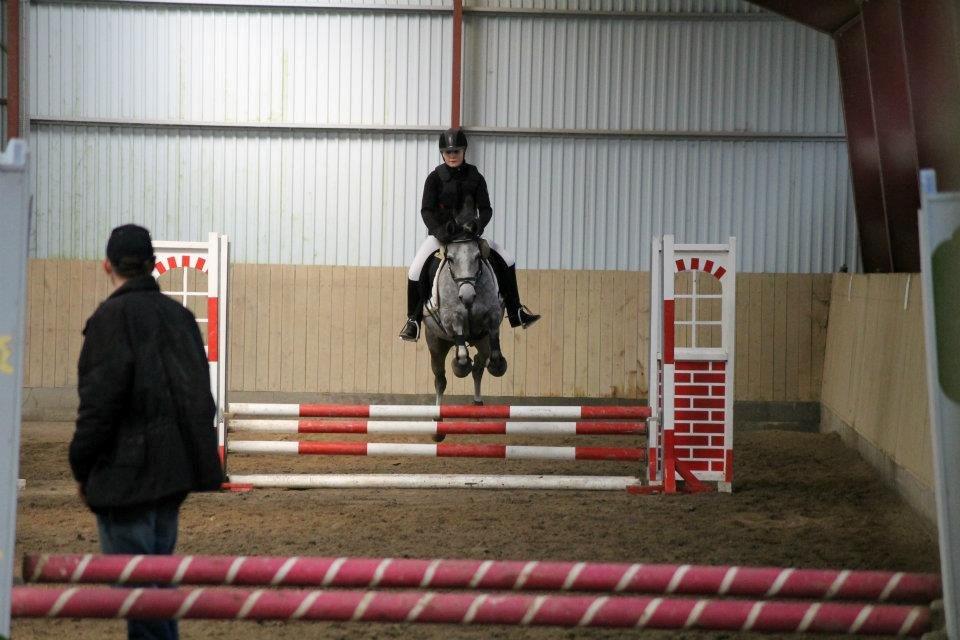 Arabisk fuldblod (OX) Cado´s Dakoda Ox 4338 R.I.P  - CaDo's Dakoda OX billede 2