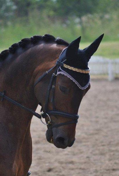 Dansk Varmblod Stald Mejses Cordell - Smukke Basse, taget af Line Børner billede 12