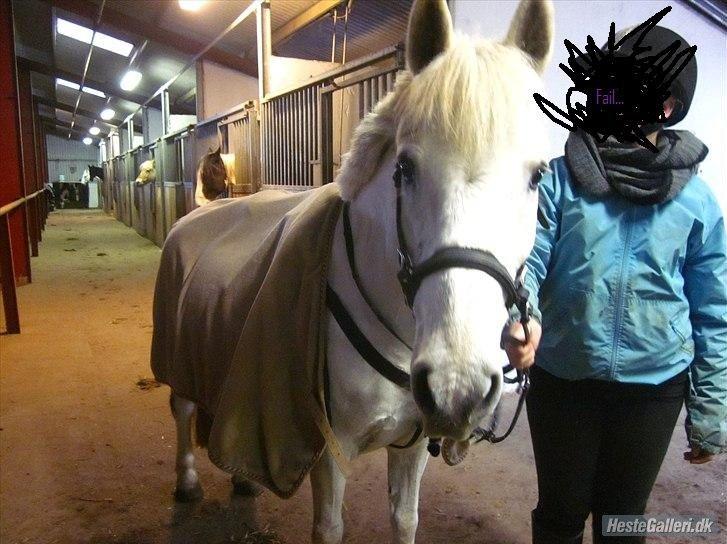 Anden særlig race / Blanding -  Apollon billede 3