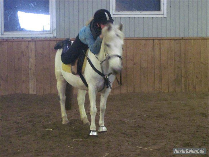 Anden særlig race / Blanding -  Apollon billede 8