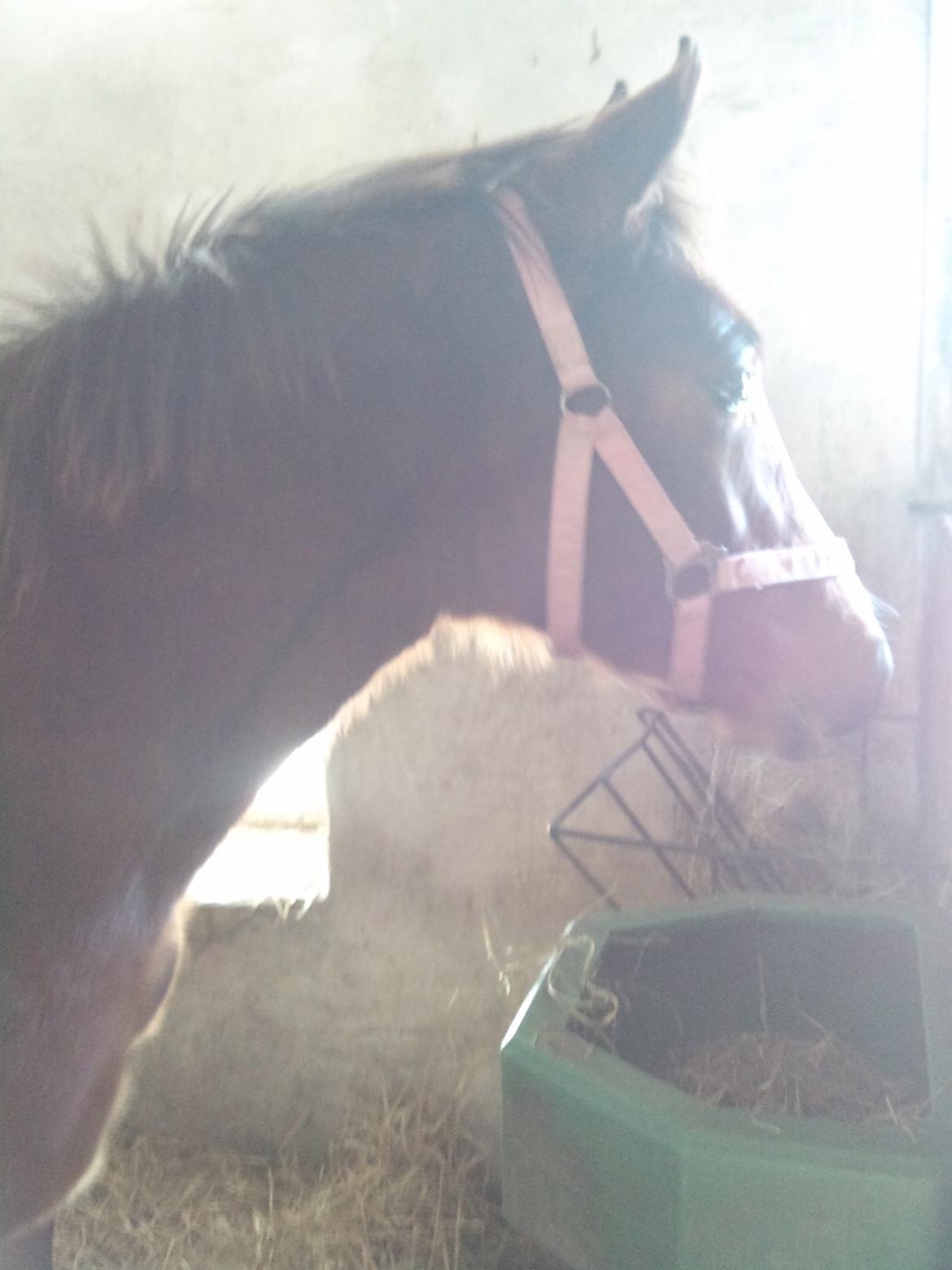 Anden særlig race Atento M.A.T.C.H - Min følle <3 - Januar 2010 billede 12