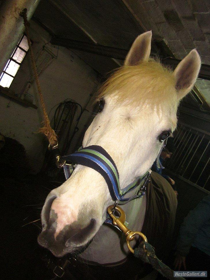 Anden særlig race / Blanding -  Apollon - Søde polle dreng<3 billede 11