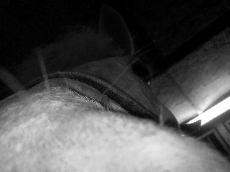 Anden særlig race / Blanding -  Apollon billede 15