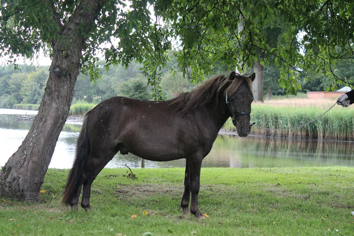 Miniature Teglmosens Connor Ron - 21 juli 2012 billede 16