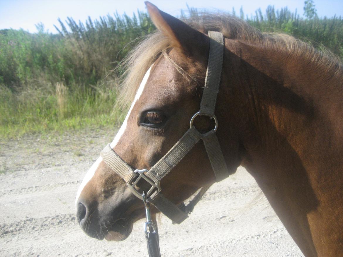 Welsh Mountain (sec A) Baloo billede 16