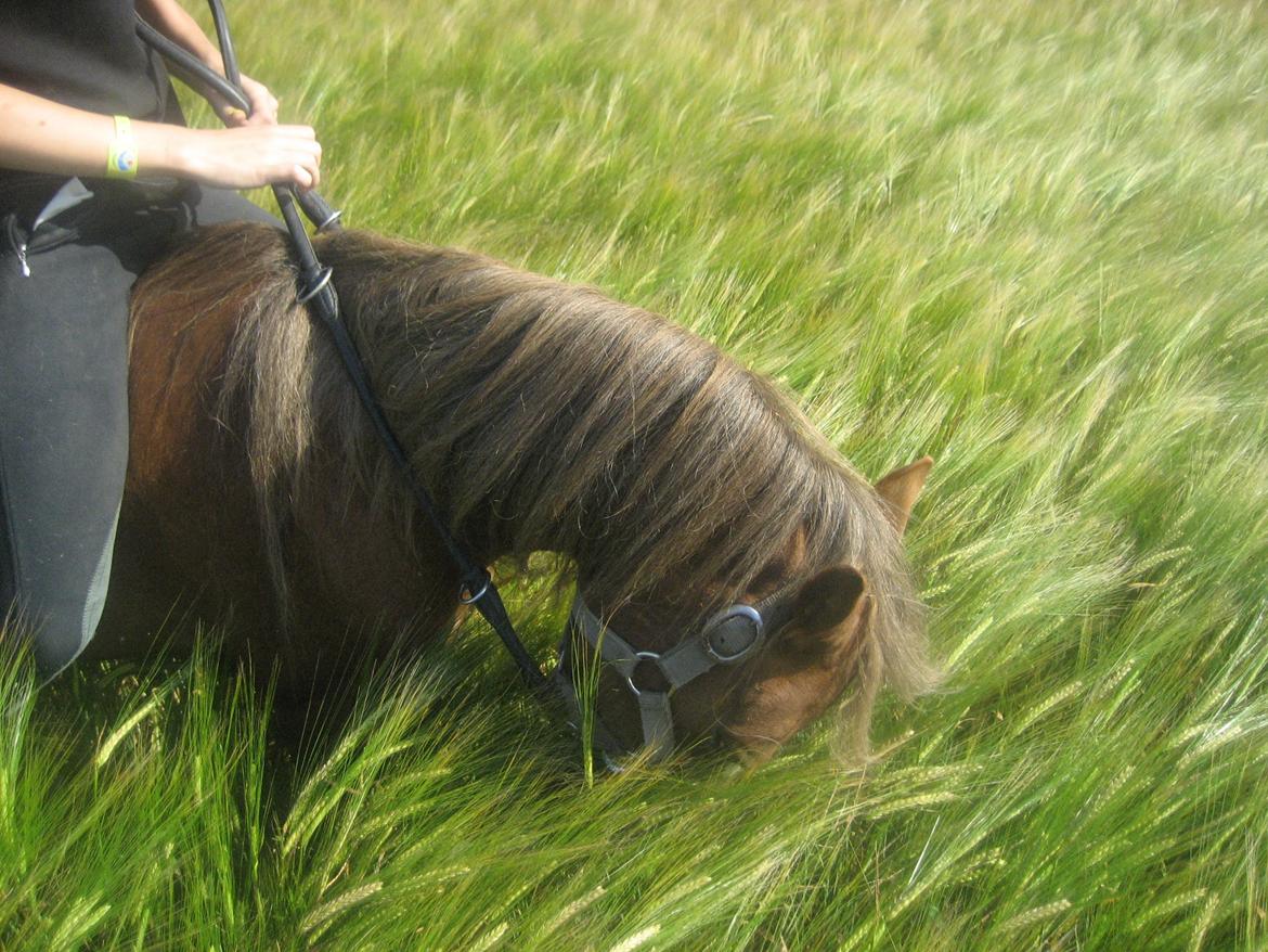 Welsh Mountain (sec A) Baloo billede 17