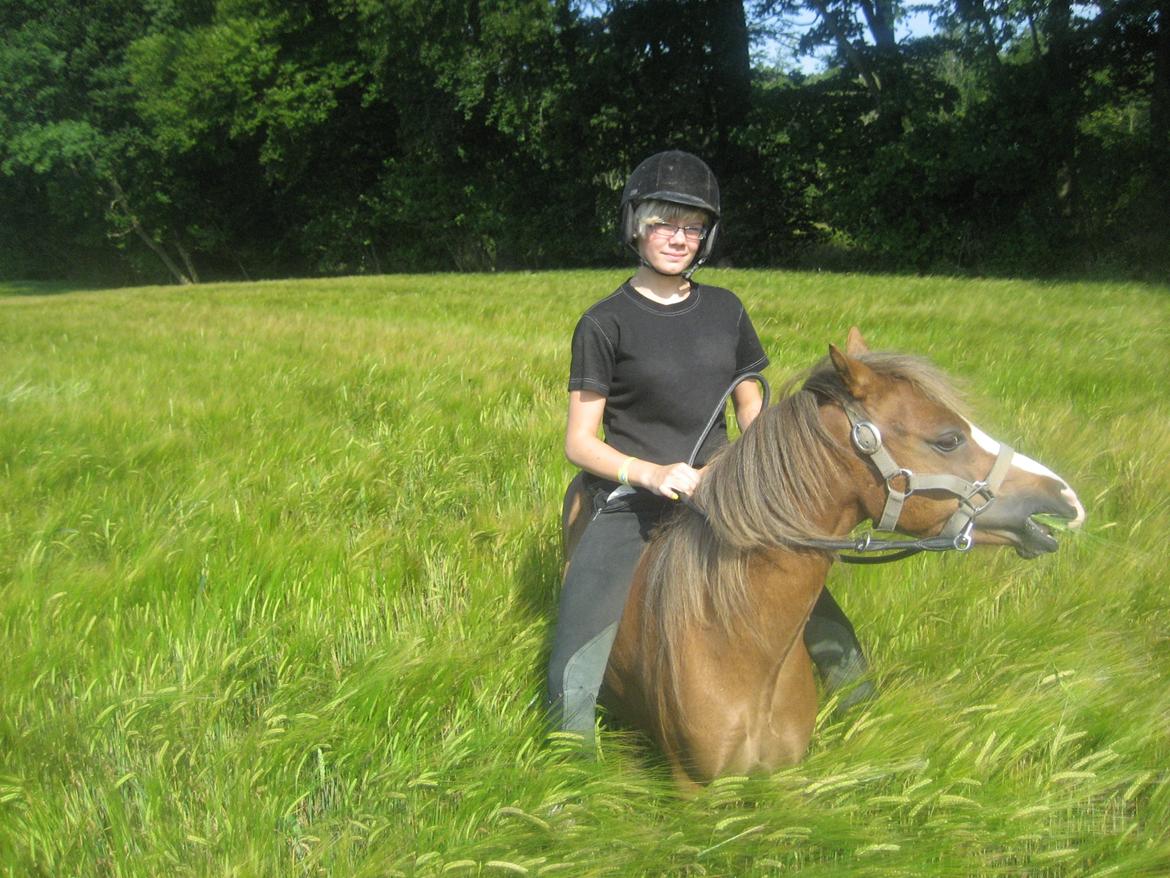 Welsh Mountain (sec A) Baloo billede 18