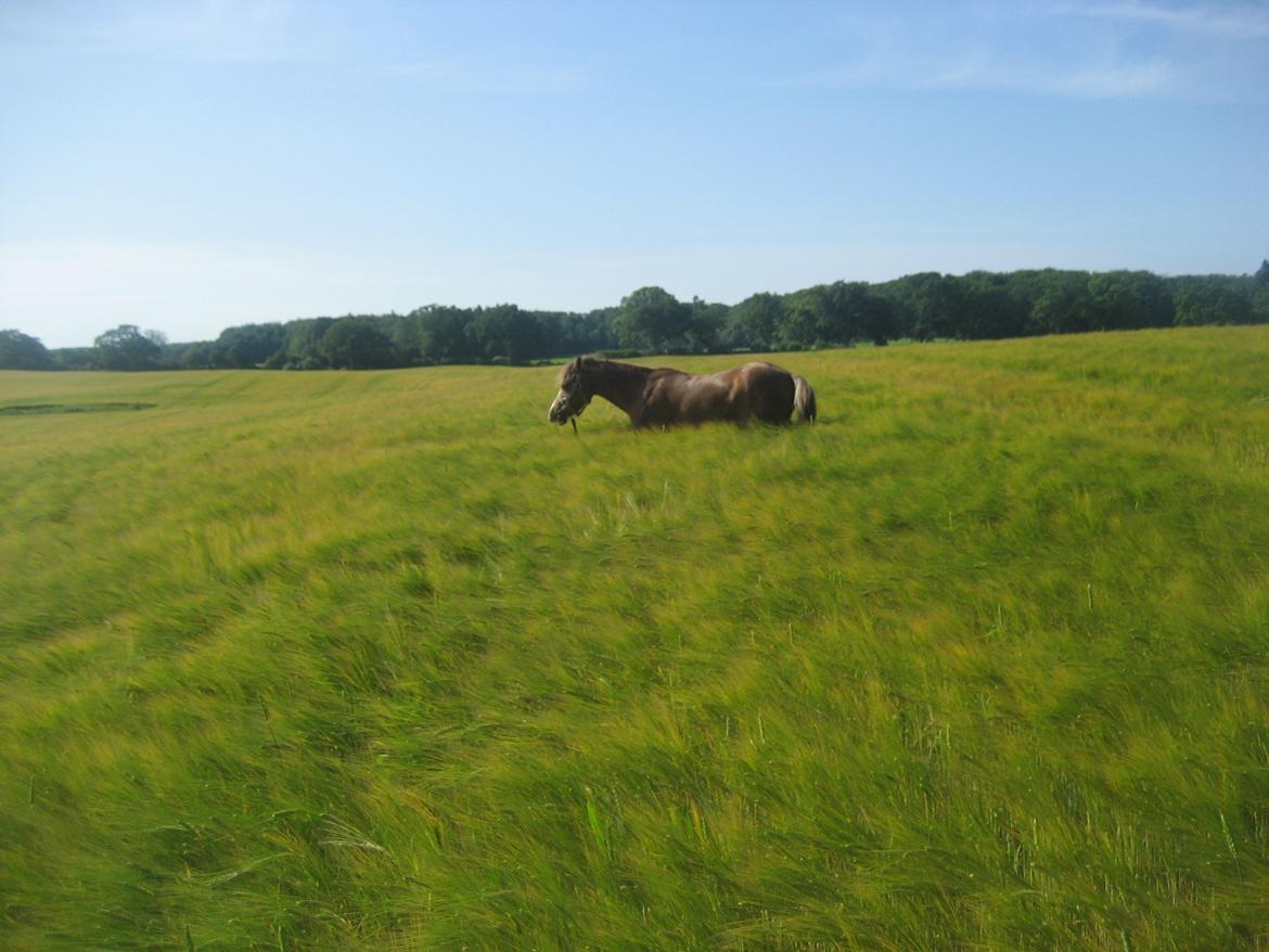 Welsh Mountain (sec A) Baloo billede 19