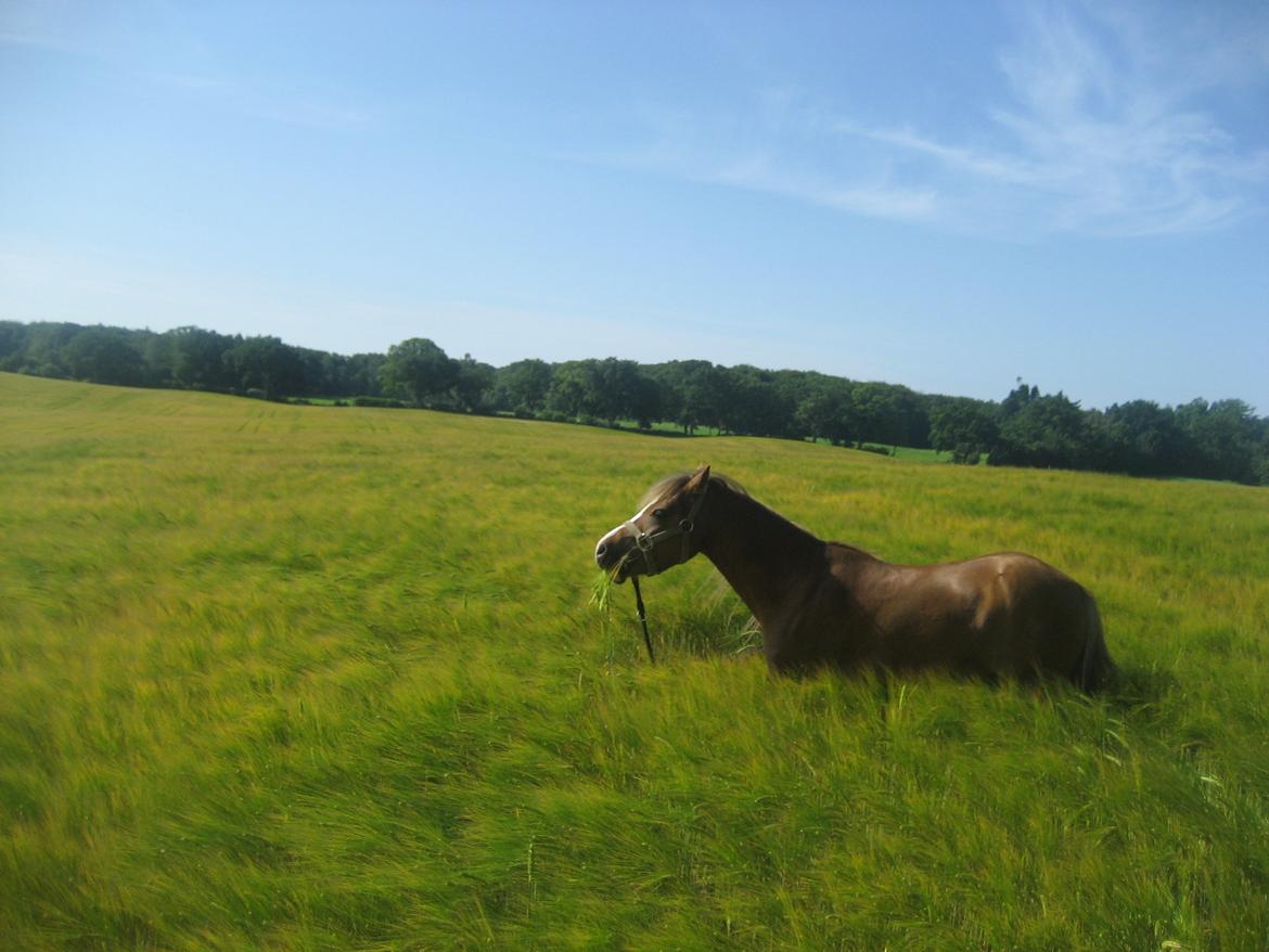 Welsh Mountain (sec A) Baloo billede 20