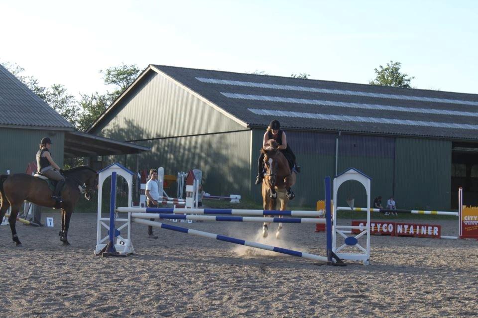 Tysk Oldenburger Lifestyle billede 19