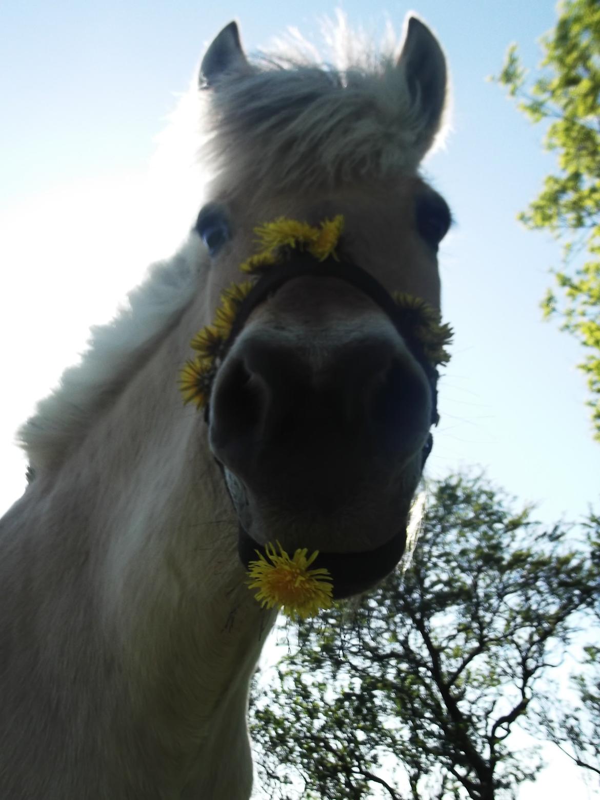 Fjordhest Julie Sejr R.I.P - Min smukke pige <3
Billedet er fra 2012 billede 1