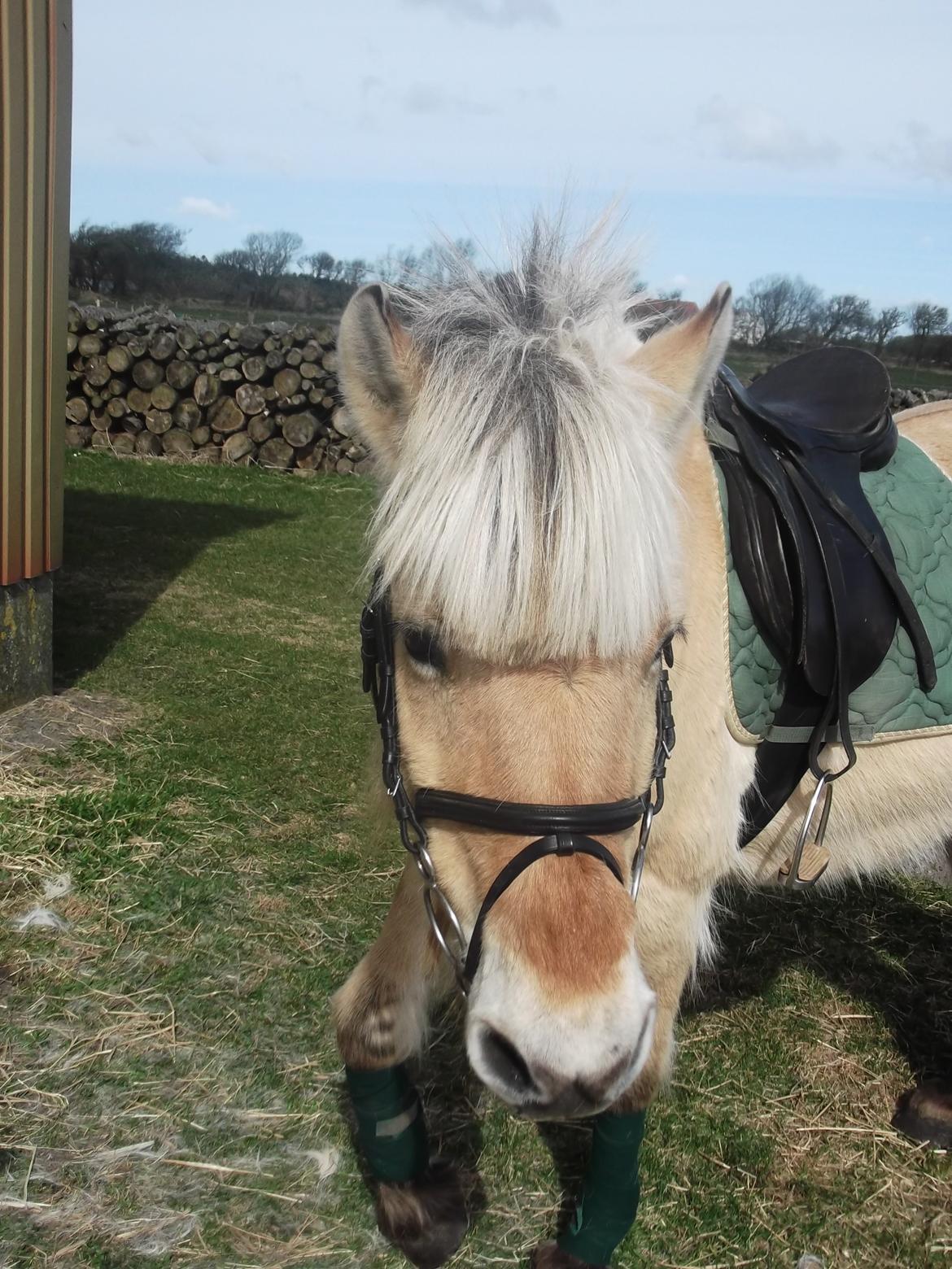 Fjordhest Julie Sejr R.I.P - Mullepigen i grønt udstyr 2013 <3 billede 5